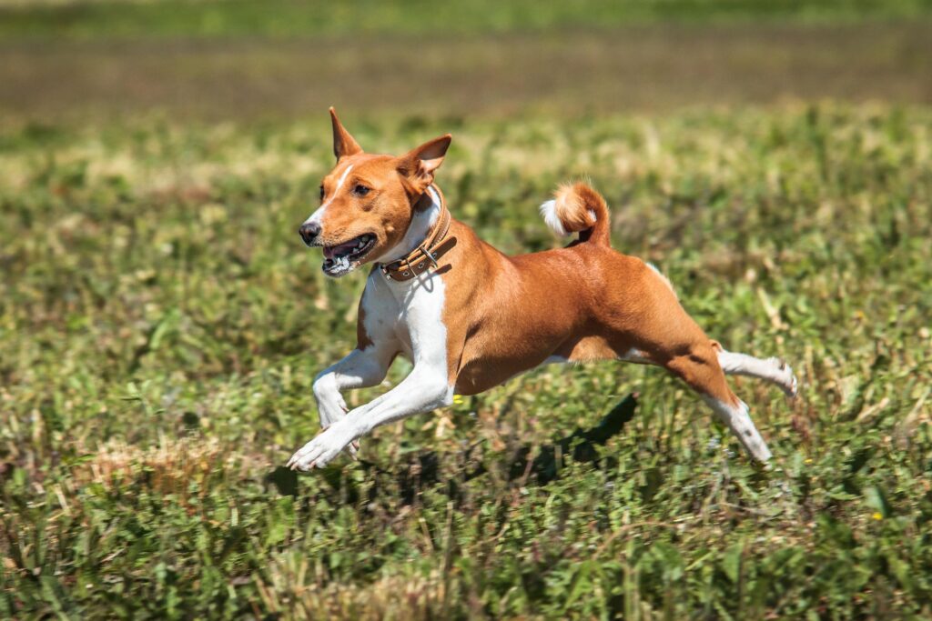 basenji-7043688_1920 basenji-7043688_1920