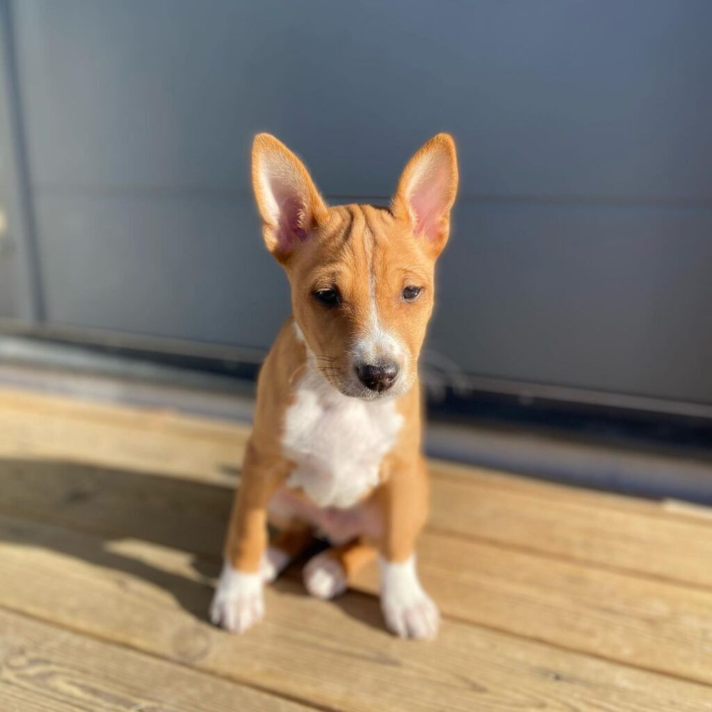 Benito