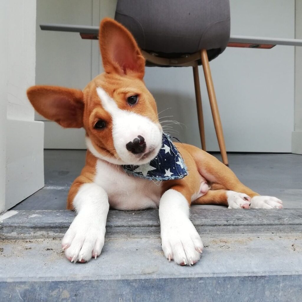 Hazel